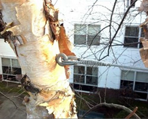 Cabling a tree branch